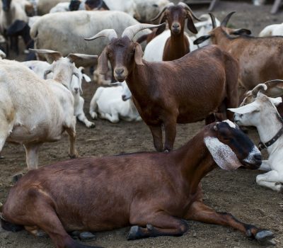 farm-with-goats