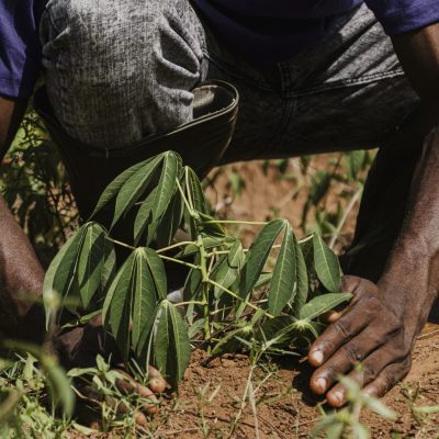 travailleur-campagne-plantant-dans-champ